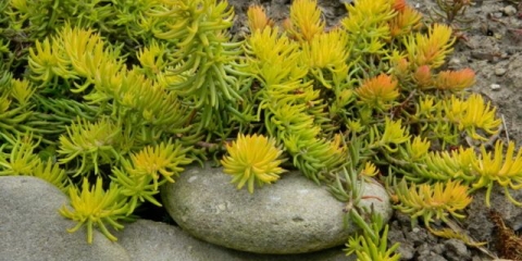 Stonecrop savijen (stjenovit): opis, sadnja i njega, fotografija